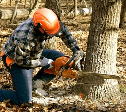 Tree Removal in Victor, IA